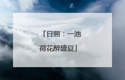 日照：一池荷花醉盛夏